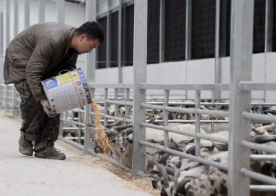 迭部：四季出栏激活一池春水畜牧产业“畜”势腾飞
