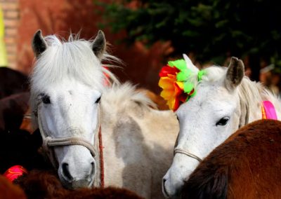 舟曲坪定跑马节：六百年烽火淬炼的民俗活化石