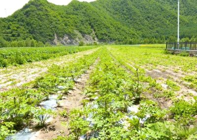 甘南：特色产业“多点开花” 富民之路越走越宽