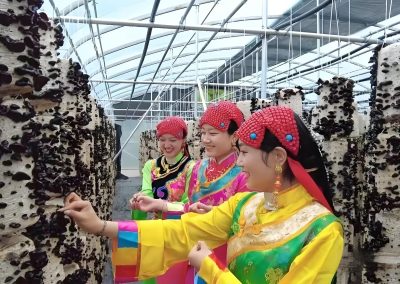 卓尼：黑木耳产业绘就富民新画卷