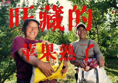 旺藏苹果红，甜透青藏高原