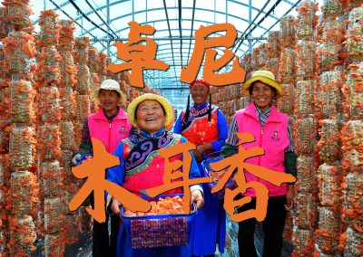 高原山珍，卓尼木耳大丰收