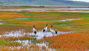 在尕海，邂逅最美秋日飞鸟天堂