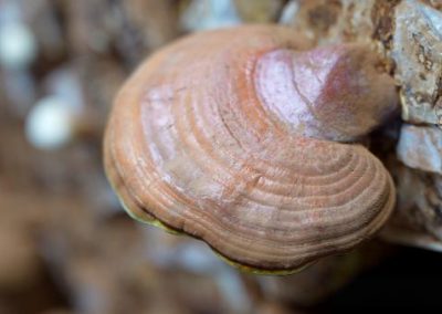 全州首批！迭部成功培育人工高原灵芝