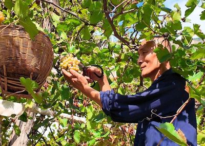 舟曲：种葡萄酿美酒 强产业兴乡村