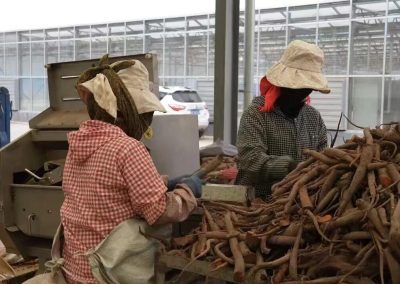 合作：“药菌双擎”驱动乡村振兴新引擎