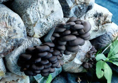 高原大棚促增收！合作市反季节平菇年产150万斤