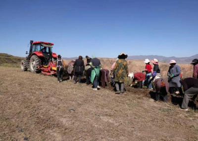 临潭：12万余亩中藏药材陆续采挖