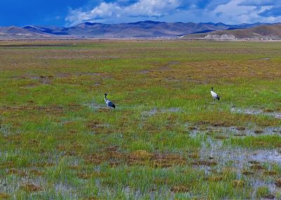 乔科湿地遇见最温柔的秋