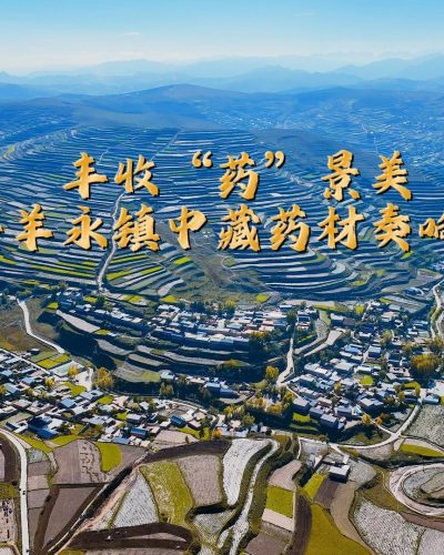 丰收“药”景美，临潭县羊永镇中藏药材奏响增收曲