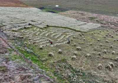 玛曲 : 3万亩圈滩燕麦开镰