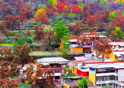 白龙江畔柿子红！