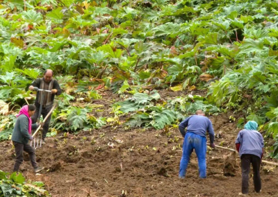 舟曲8.3万亩中藏药材喜迎丰收