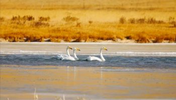 首批越冬大天鹅已抵达甘南