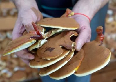 迭部：“高原菌谷”绘就生态富民新画卷