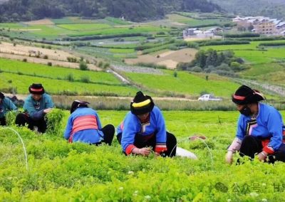 迭部：沃野夯实“压舱石” 产业激活“新引擎”