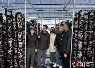 迭部特色菌业迎“双响”：“迭耳”破新声 “灵芝”生沃土