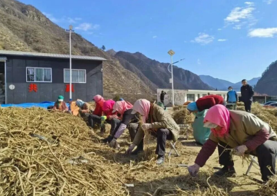 临潭：高原药香赋能振兴